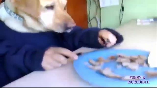 Подборка чихающих животных, Selection sneezing animals, funny смотреть онлайн