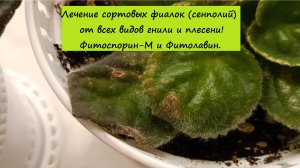 Лечение сортовых фиалок (сенполий) от всех видов гнили и плесени! Фитоспорин-М и Фитолавин.