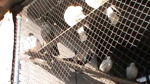 Пермские голуби.