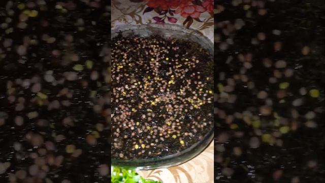 Микрозелень.Базилик,горчица ,редис смотреть онлайн