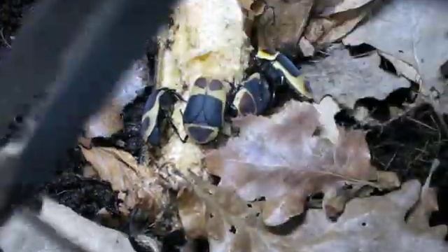 Sun Beetles смотреть онлайн