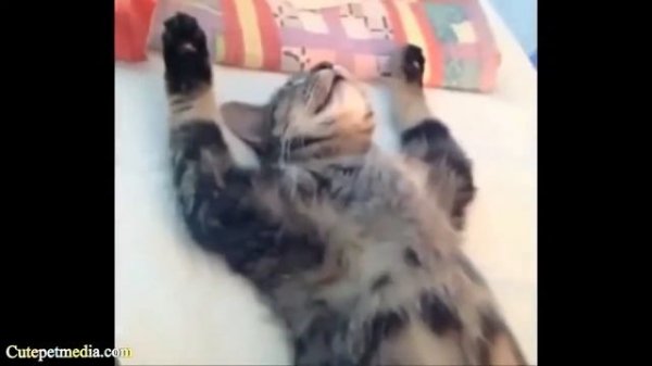 Прикол. Улетные животные. новое 2014г. часть9