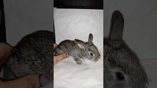 Крольчонок на 17-й день смотреть онлайн