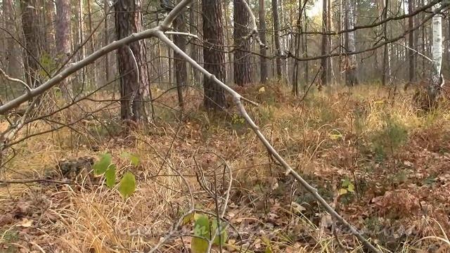 ОКТЯБРЬСКИЕ ЗАРИСОВКИ. Страницы дневника. (страница 3) смотреть онлайн