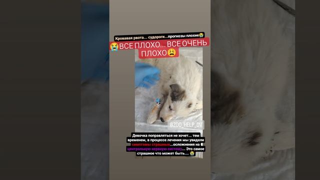 Кошмар....у щенка чума нервной формы😭😭😭 смотреть онлайн