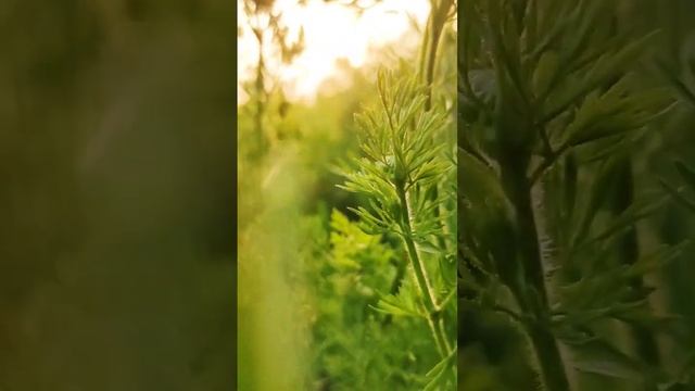 Black cumin field ( কালোজিরা মাঠ মাদারিপুর)#funny #viral #honey #sunlight #sunset #fyp #bee #foryou смотреть онлайн