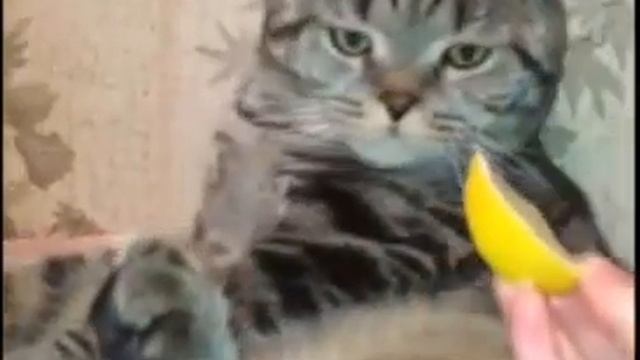 Кот и лимон / 🍋😻 смотреть онлайн