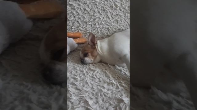 Трио отдыхают)#cat #dog #чихуахуа смотреть онлайн