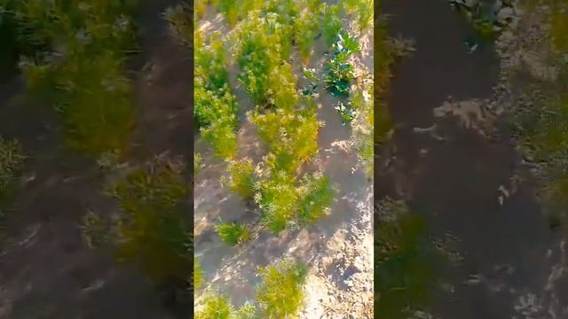 जीरा की खेती 🌾🔰🔰#farming #जीरा #kheti #viral смотреть онлайн