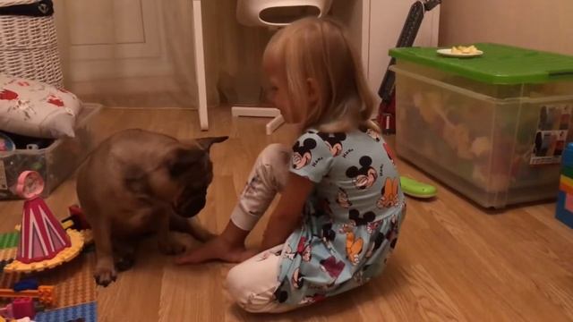 Французский бульдог и дети. смотреть онлайн