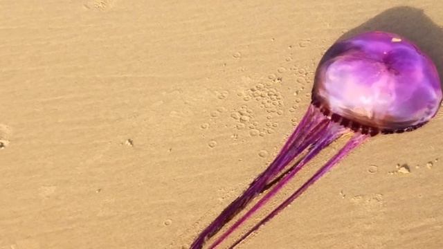 New Purple Jellyfish Discovered On Australia Beach смотреть онлайн