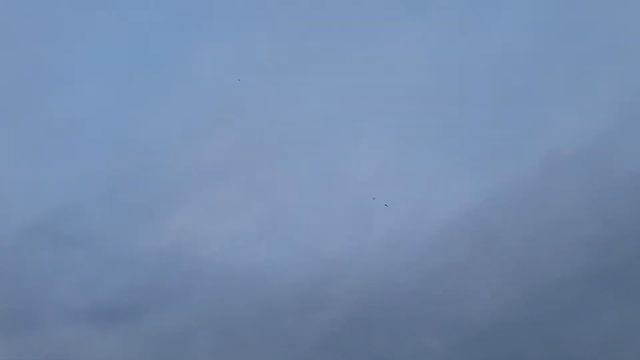 Сұңқар баптау. Saker Falcon training with drone. смотреть онлайн