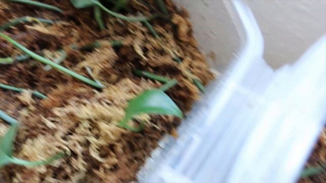 Propagating Pothos from Cuttings | Epipremnum Pinnatum Green | Great Success смотреть онлайн