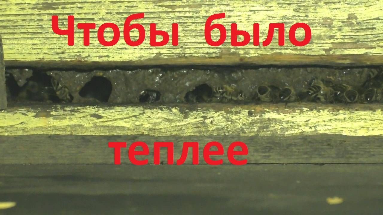 Пчелы утепляются к зиме смотреть онлайн