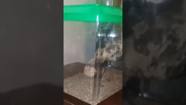PINK TOE TARANTULA смотреть онлайн