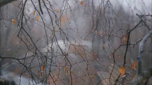 Снова птицы в стаи собираются.