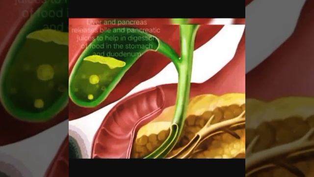 DIGESTIVE SYSTEM #study #viral #digestion #SHAHCHAR STUDY смотреть онлайн