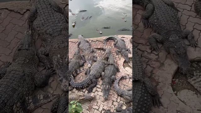 So big !!! #foryou #fypシ゚viral #fypage #fypyoutube #crocodile смотреть онлайн