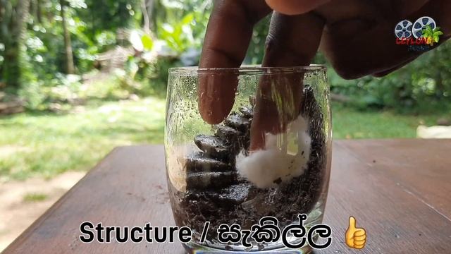 How i made this Terrarium | DIY easy way (Terrarium epi 1) смотреть онлайн