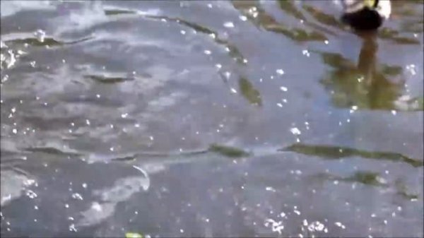 Гатчинские КАРПЫ