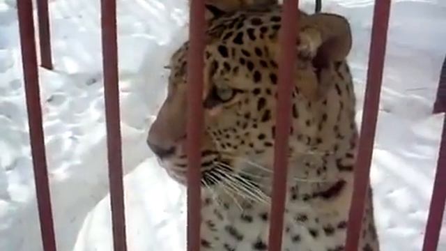 Кошара против Леопарда!!! Смотрите! смотреть онлайн
