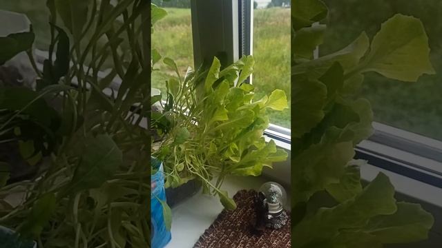 Руккола Индау Джессика на подоконнике 🤤🙏 смотреть онлайн