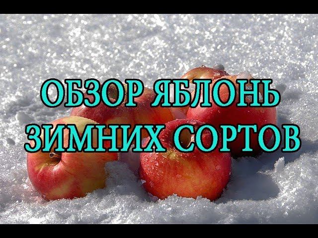 Обзор яблонь зимних сортов. Остатки на осень) Winter Apple Trees Overview