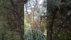 Затопи ты мне баньку по черному