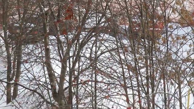 Птицы смотреть онлайн