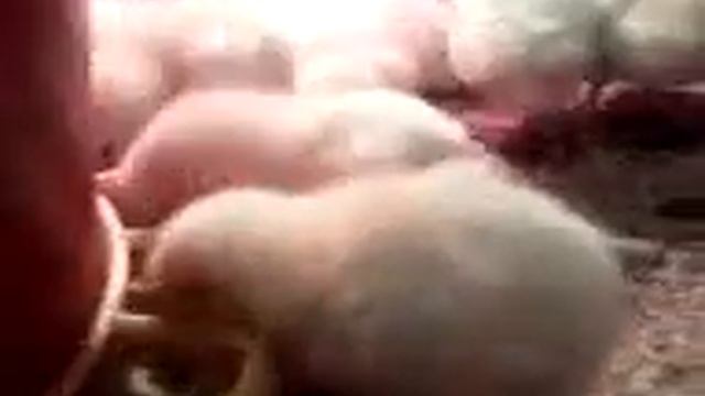 цыплята смотреть онлайн