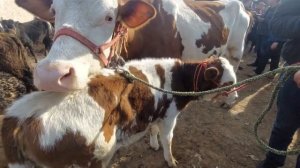 МОЛБОЗОРИ ПАНЧШАНБЕ БОЗОР Н.ЁВОН #laqaynews #subscribe #таджикистан #бузкаши