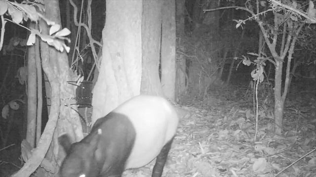 Wildlife Thailand - Malayan Tapir in Kaeng Krachan (Tapirus indicus) смотреть онлайн