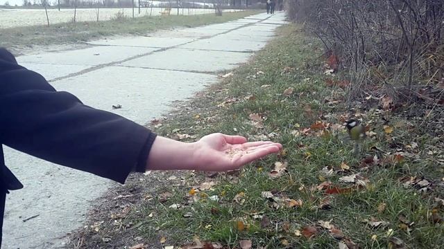 Птицы в парке смотреть онлайн