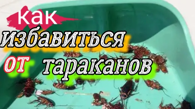 Как избавиться от тараканов. смотреть онлайн