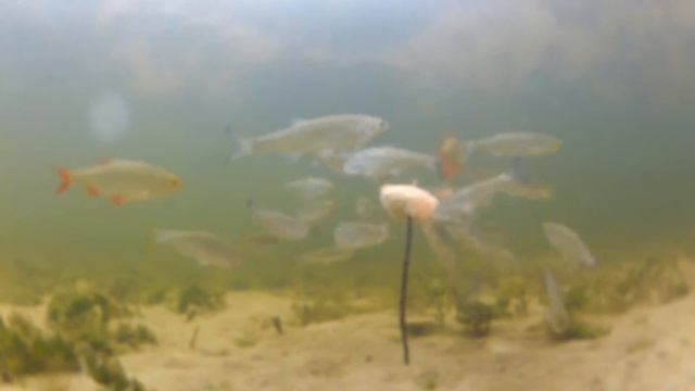 пираньи атакуют