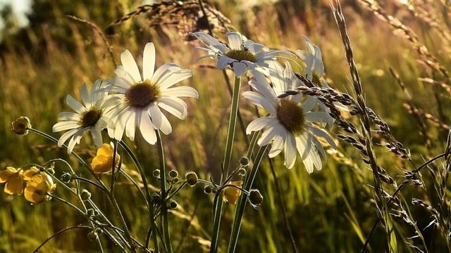 Mehrpouya ۱۳۵۱ کاتانگا (restored quality / original tempo) смотреть онлайн