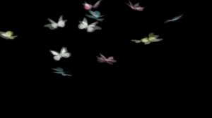 БАБОЧКИ ФУТАЖ ХРОМАКЕЙ.