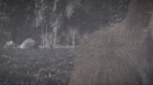 Армагеддон животных 1 сезон 7 серия (документальный сериал, 2009)