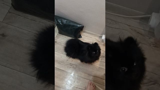 АРОМАТ ВСКРУЖИЛ ГОЛОВУ!)))