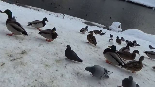 Утки в городе. смотреть онлайн