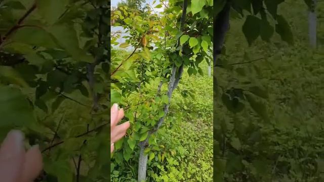 Здоровий абрикос у травні після обробки бордоською сумішшю смотреть онлайн