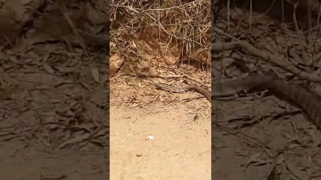 Snake Facts: First Aid For Tiger Snake Bite