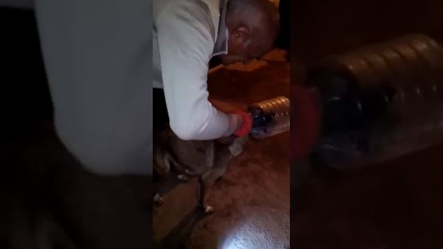 Мой папа спас собаку (Продолжение) смотреть онлайн