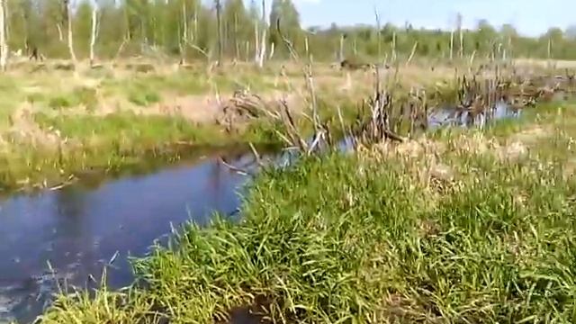 Бобровая плотина