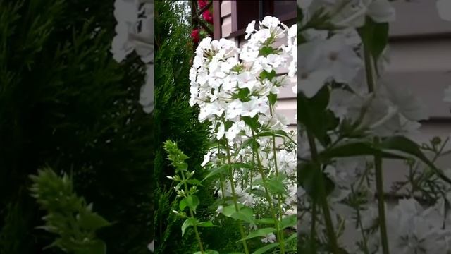 Флоксы. Дмитрий Шлапак смотреть онлайн