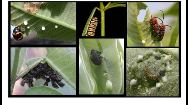 Dr. Anurag Agrawal Talk On Dame Miriam Rothschild's Contributions To Entomology