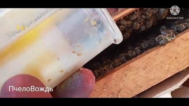 Осмотр отводков,съездил на вторую пасеку.Пометил матки жёлтым.1.06.2022.(Пчеловодство)(асаларичилик