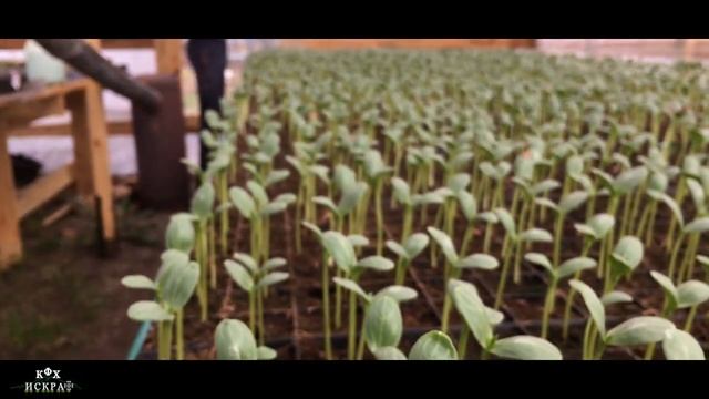 19-20 марта 2018: дневник роста рассады