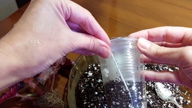 Перевалка Бегонії Королівської Самий легкий спосіб пересадки смотреть онлайн