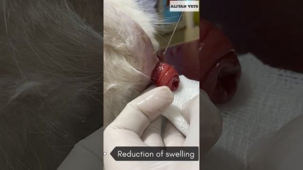 Rectal prolapse in kitten | Aliyan Vets